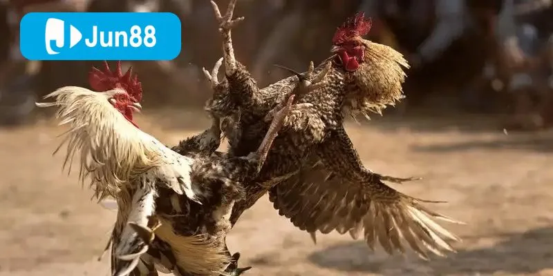 Jun88 đầu tư mạnh vào công nghệ phát trực tuyến